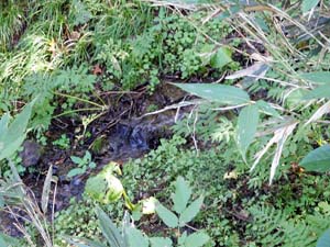 登山口から６００地点へ
