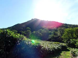 黄金山さんちょうかな？