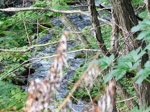 登山口の標示板から奥へ