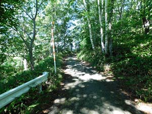登山道を進む