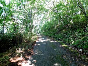 登山道を進む