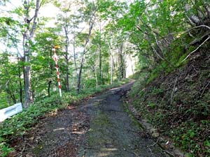 登山道を進む
