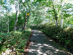 登山道を進む