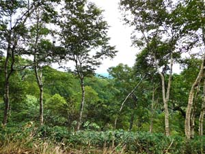 山頂へ