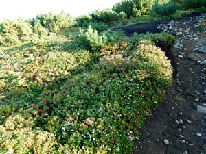 函状の沢 へ向かう