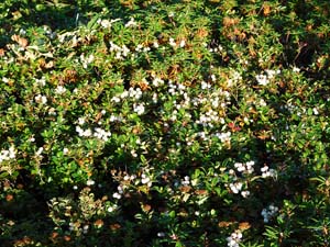 函状の沢 へ向かう