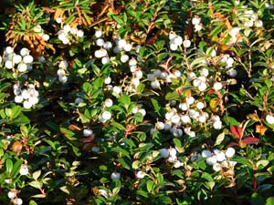 函状の沢 へ向かう