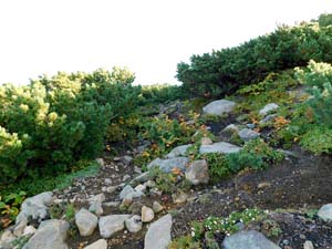 函状の沢 へ向かう