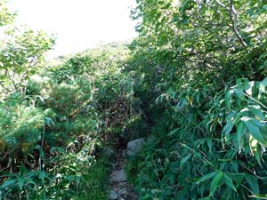 美瑛岳分岐へ