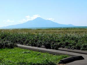 コウホネの家