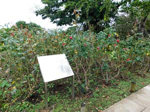 シーキャンドルから奥津宮へ向かう道から