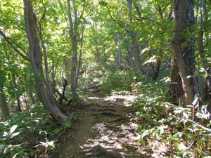 山頂を目指して