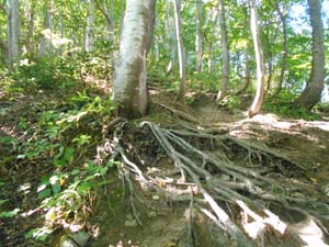 山頂を目指して