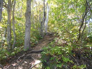 山頂を目指して