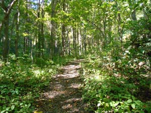 定山渓小天狗岳登山口