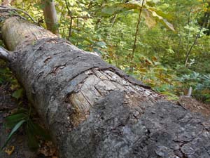 定山渓小天狗岳登山道