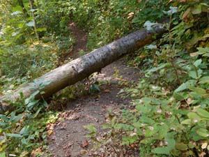 定山渓小天狗岳登山道