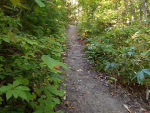 定山渓小天狗岳登山道