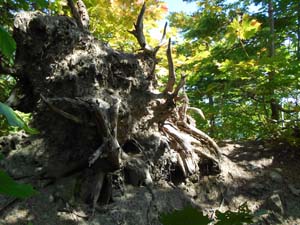 定山渓小天狗岳登山道