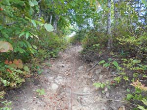 定山渓小天狗岳登山道